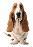 Hush Puppies logo